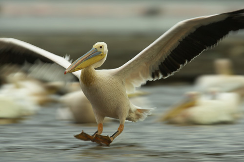 pelican glilde